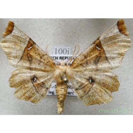 Selenia lunularia (Hübner, 1788) male Czech100i
